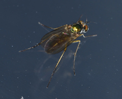 Dolichopodinae