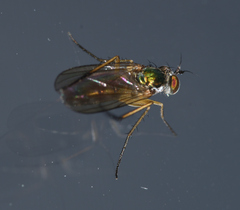 Dolichopodinae
