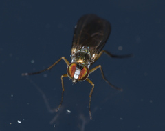 Dolichopodinae