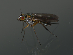Dolichopodinae