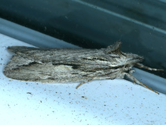 Ecnomodes sagittaria