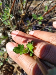 Ambrosia cordifolia