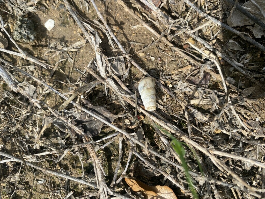 eupulmonata-from-north-central-san-antonio-tx-usa-on-february-12