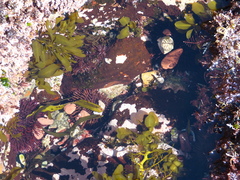 Heliocidaris tuberculata