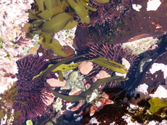 Heliocidaris tuberculata