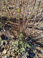 Ambrosia cordifolia