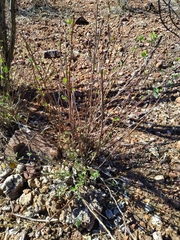 Ambrosia cordifolia