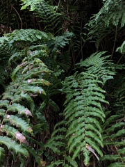 Blechnum chilense