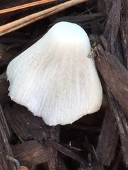 Coprinellus flocculosus