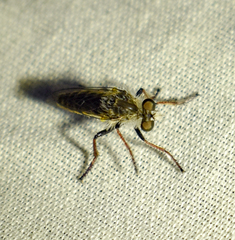 Brachyrhopalinae