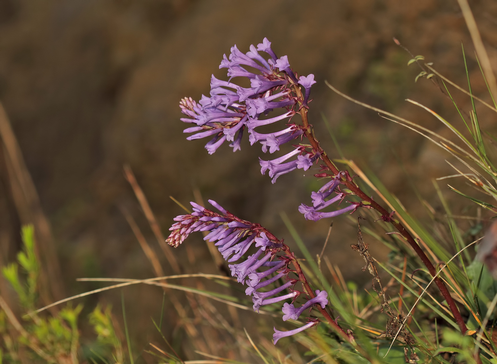 Wulfenia orientalis