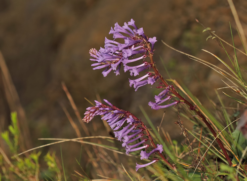 Wulfenia orientalis
