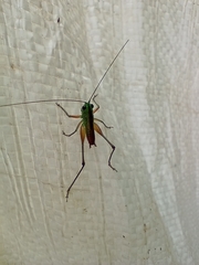 Conocephalus angustifrons