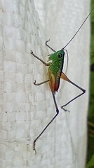 Conocephalus angustifrons