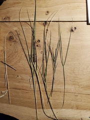 Brachypodium phoenicoides