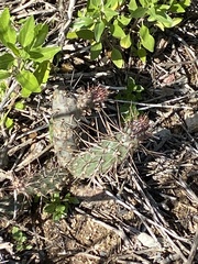 Cylindropuntia prolifera