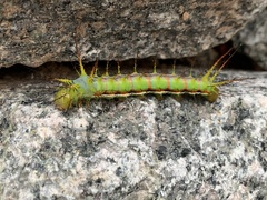 Hemileucinae