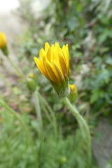 Hyoseris radiata