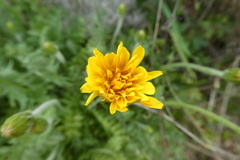 Hyoseris radiata