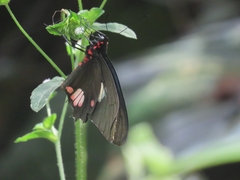 Parides anchises