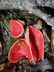 Sarcoscypha coccinea