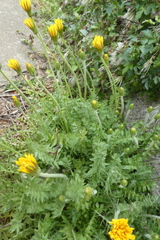 Hyoseris radiata