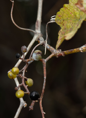 Vitis silvestrii