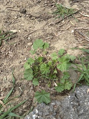 Malva parviflora