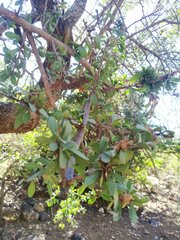 Sideroxylon occidentale