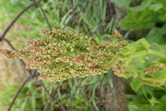 Rumex thyrsiflorus