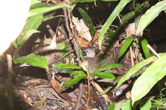 Tinamiformes