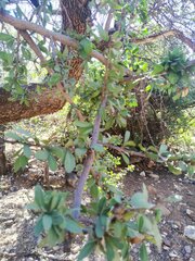 Sideroxylon occidentale