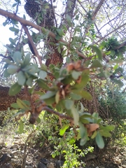 Sideroxylon occidentale