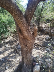 Sideroxylon occidentale