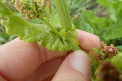 Rumex thyrsiflorus