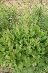 Rumex thyrsiflorus
