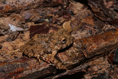 Oreobates quixensis
