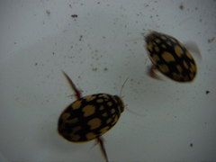 Thermonectus marmoratus
