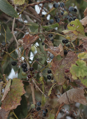 Vitis silvestrii