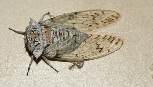 Platypleura spicata