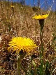 Hypochaeris scorzonerae