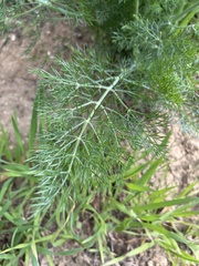 Foeniculum