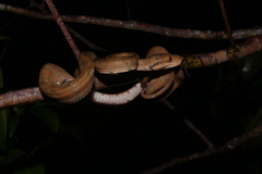 Corallus hortulana
