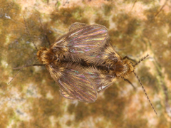 Psychodidae