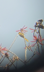Icterus spurius