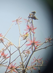 Icterus spurius