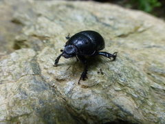 Anoplotrupes