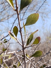 Sideroxylon celastrinum