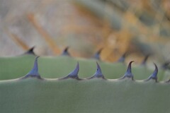 Agave asperrima
