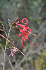 Anisacanthus
